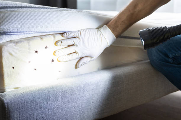 Reliable Celina, OH Pest Control Solutions